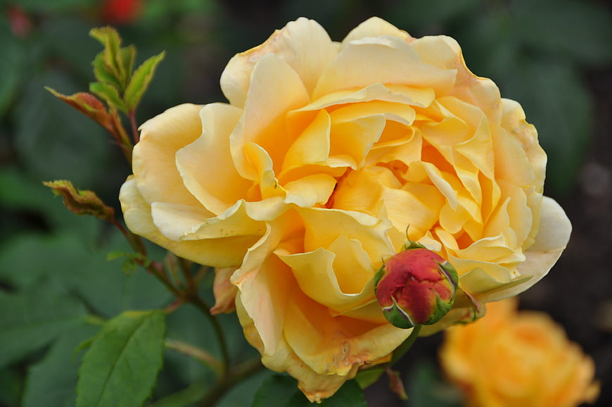 Close-up of a vibrant yellow rose with a red bud