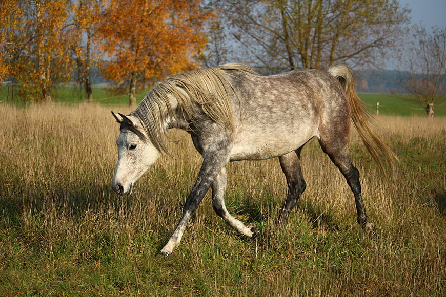 Gray Horse Trotting in Autumn Pasture