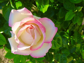 Close-up of a pink and white rose in sunlight