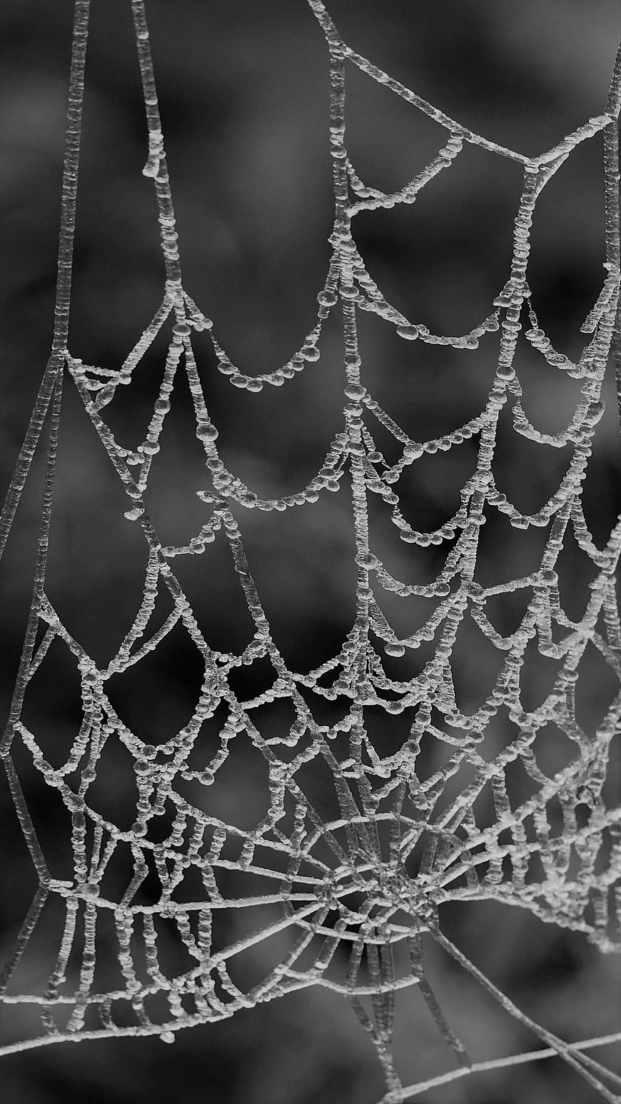 Black and white spider web with dew drops close up