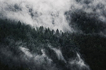 Aerial View of Misty Pine Forest in Mountains