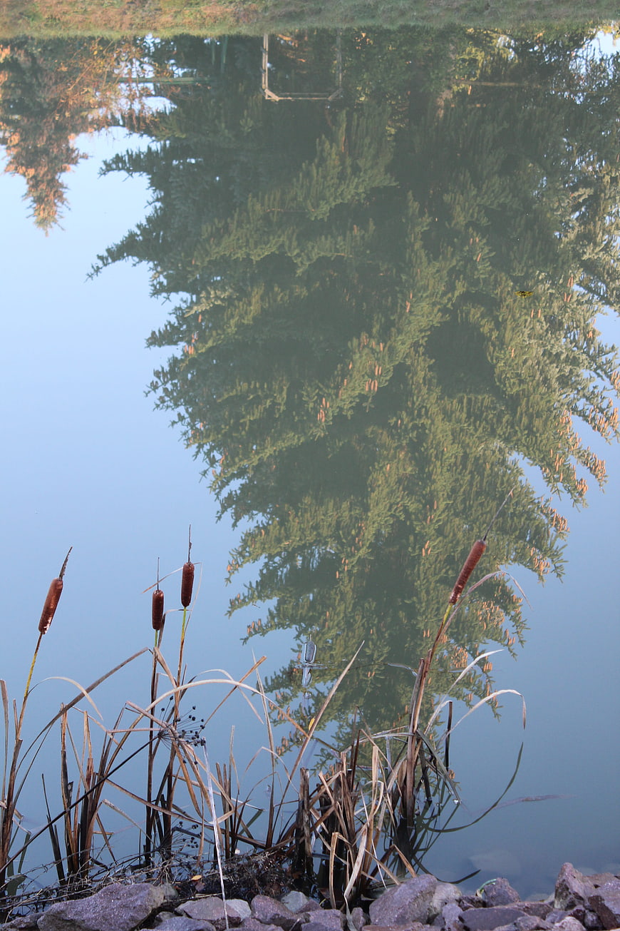 Upside down reflection of spruce tree in calm water with cattails