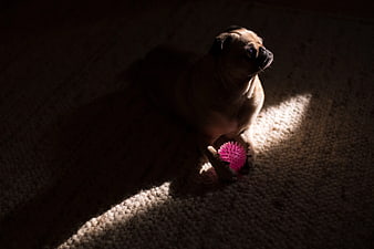 Pug Dog Playing With Pink Ball In Sunlight