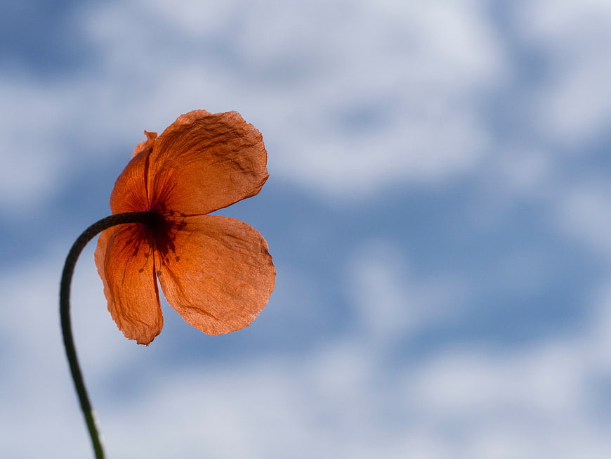 Orange Poppy Flower Against Blue Sky Background