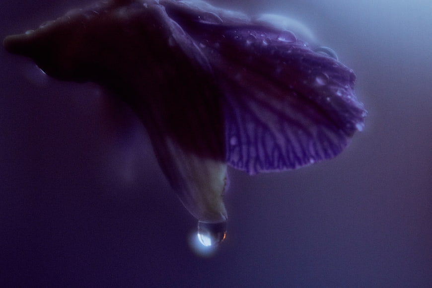 Close-up of purple flower petal with water droplet