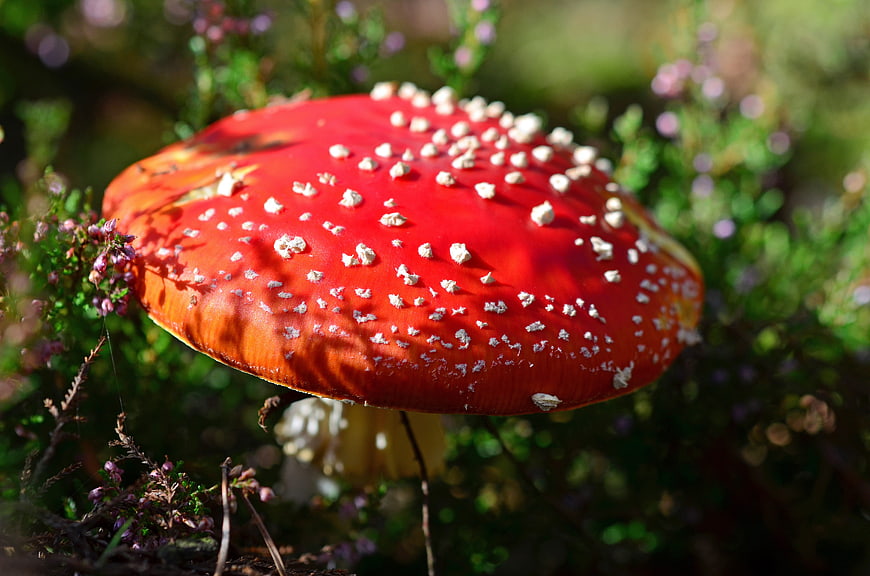 Close-up of Red Fly Agaric Mushroom in Forest