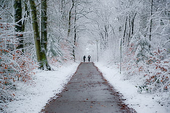 Cyclists on Snowy Forest Path in Winter