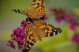 Two Painted Lady Butterflies on Purple Butterfly Bush