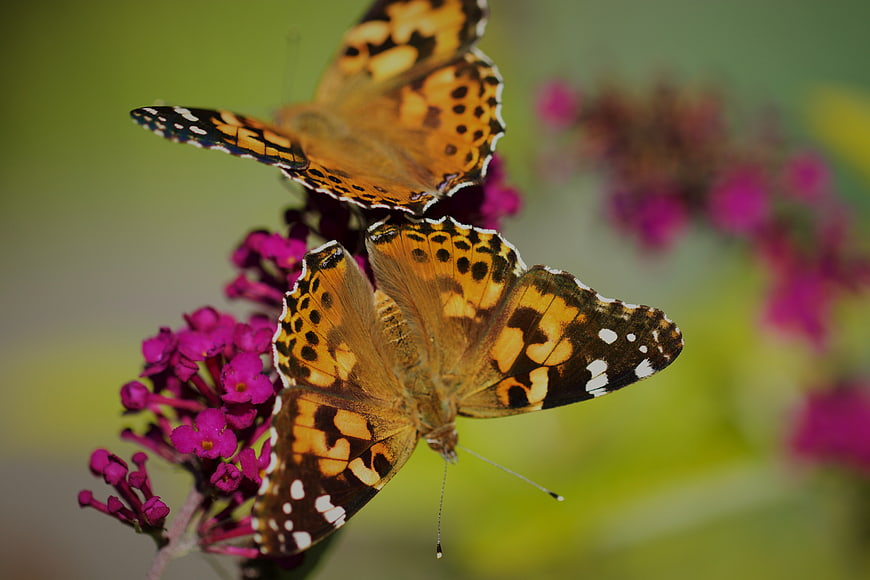 Two Painted Lady Butterflies on Purple Butterfly Bush