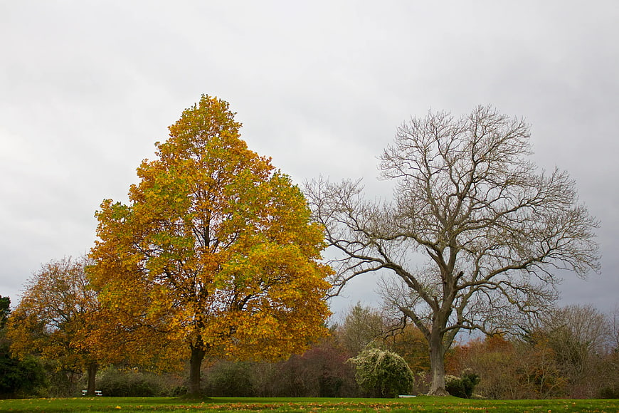 Autumn Trees in Park with Yellow Leaves and Gray Sky