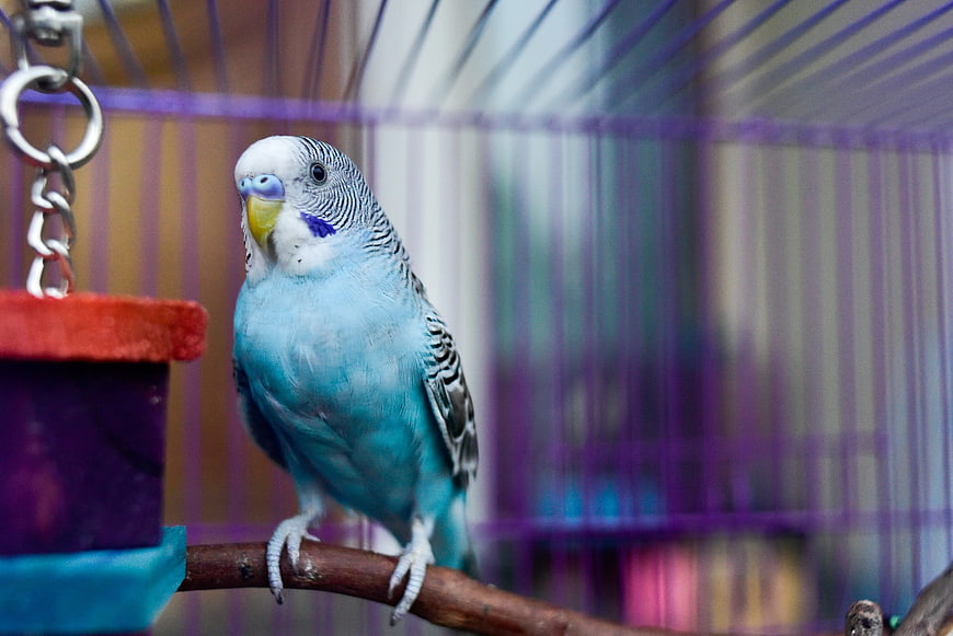 Blue Budgerigar Parakeet Perched in Cage