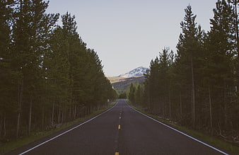 Empty Forest Road Leading to Snowy Mountain Peak
