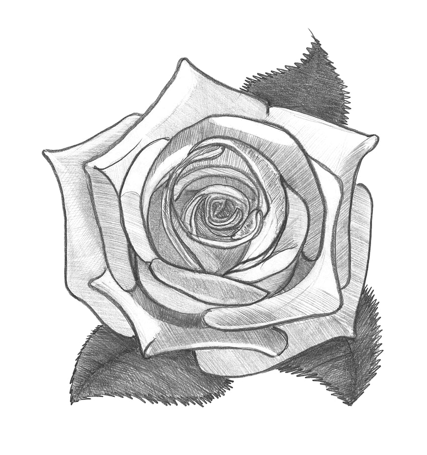 Detailed Pencil Sketch of a Rose Flower