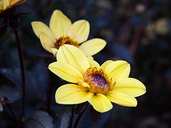 Close-up of Yellow Dahlia Flowers with Dark Background