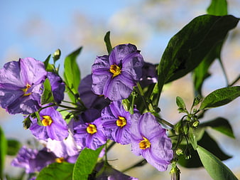 Close-up of vibrant purple flowers with yellow centers