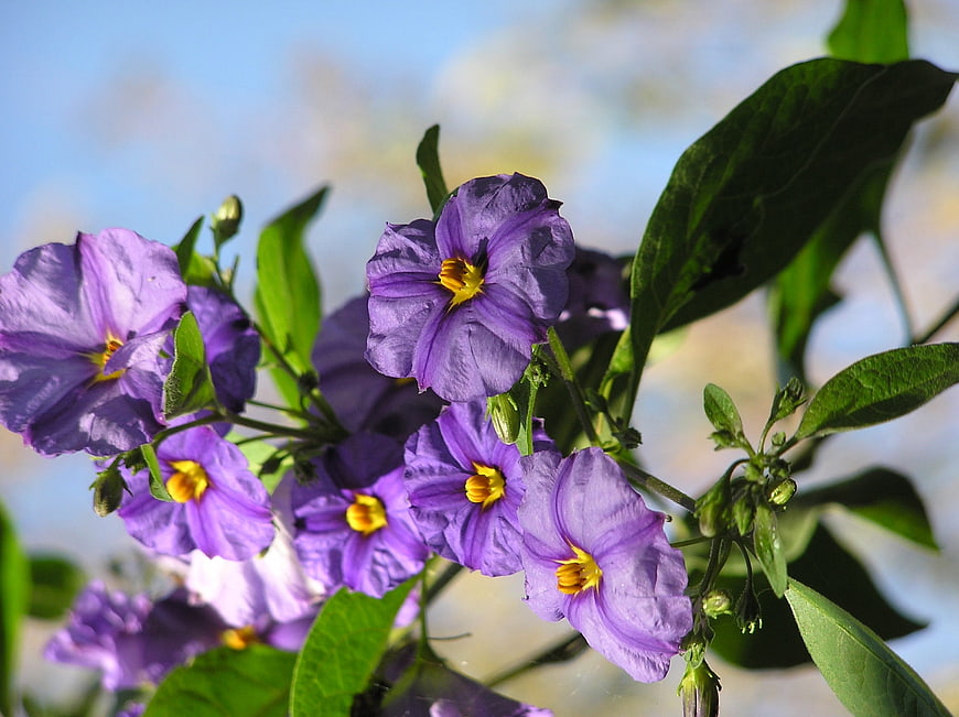 Close-up of vibrant purple flowers with yellow centers