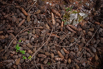 Top View of Pine Cones and Twigs on Forest Floor