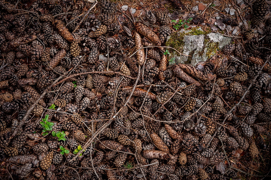 Top View of Pine Cones and Twigs on Forest Floor