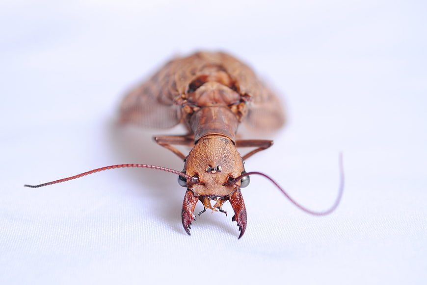 Macro Close-Up of Brown Insect Head on White Background