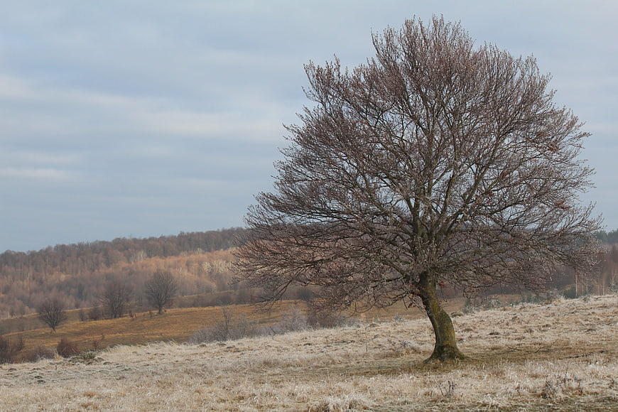 Lone bare tree in frosty autumn field with forest background