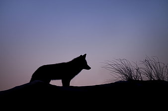 Silhouette of a wolf standing on a hill against a twilight sky