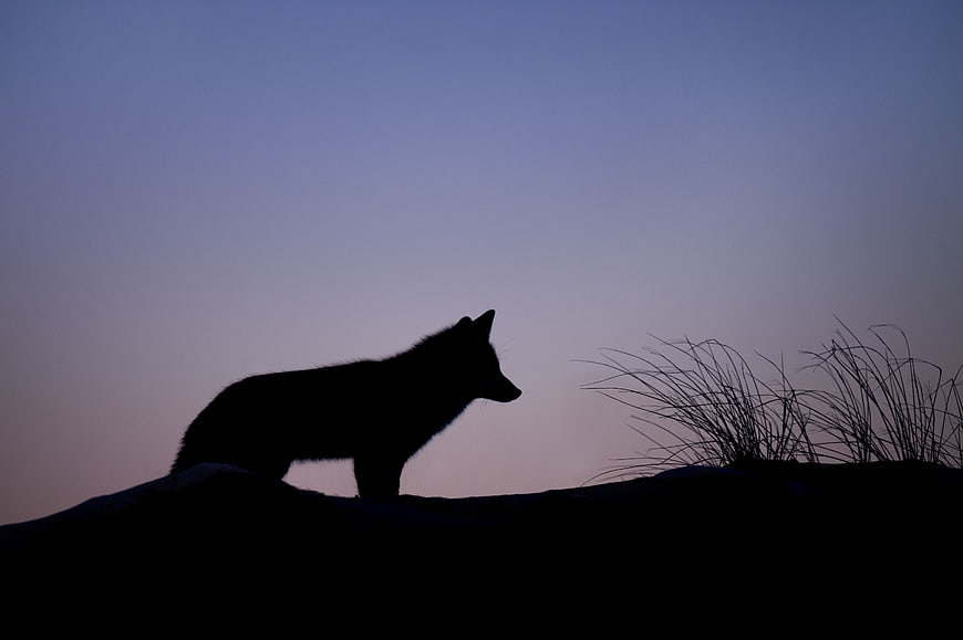 Silhouette of a wolf standing on a hill against a twilight sky