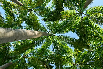Low angle view of tall palm trees against blue sky