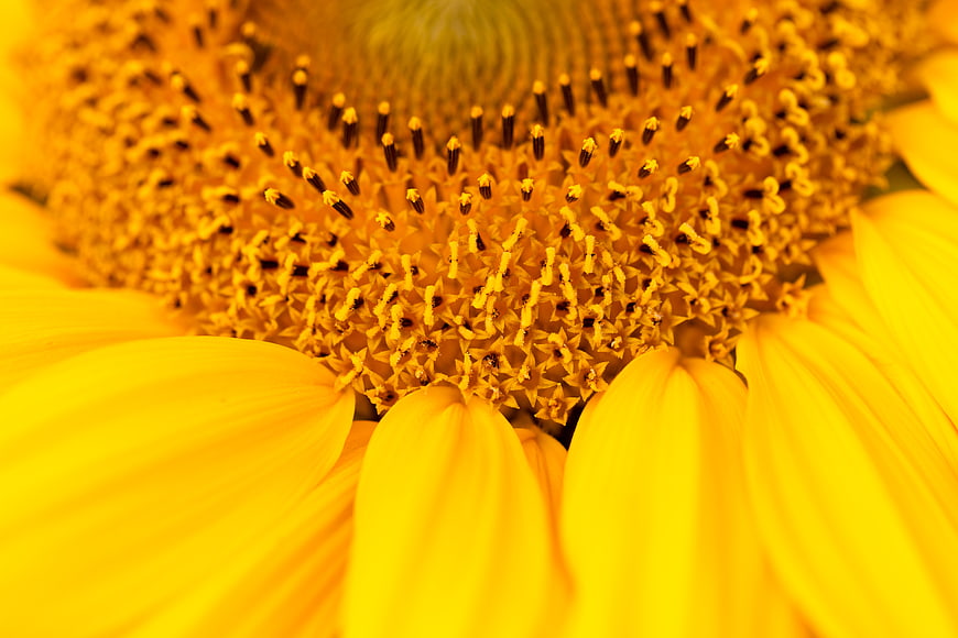 Macro Close-Up of Vibrant Yellow Sunflower Center