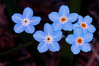 Close-up of vibrant blue forget-me-not flowers with yellow centers