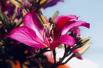 Vibrant Pink Alstroemeria Flower Close-Up Against Blue Sky