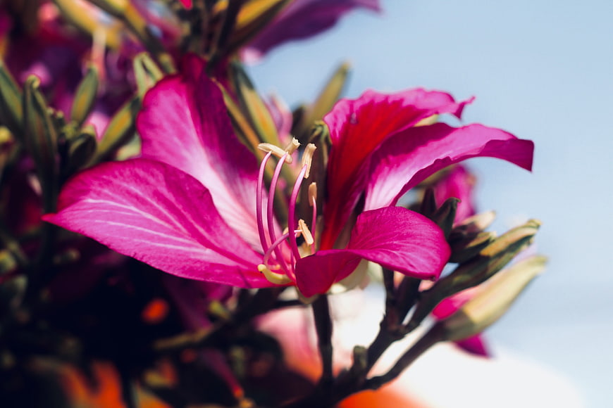Vibrant Pink Alstroemeria Flower Close-Up Against Blue Sky