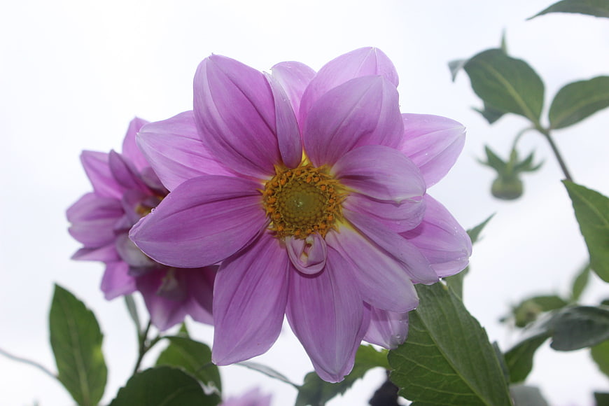 Close-up of purple dahlia flower against white background