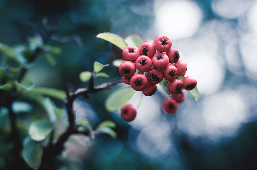 Close-up of red berries on a branch with bokeh background