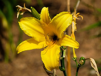 Vibrant yellow daylily flower in natural garden setting