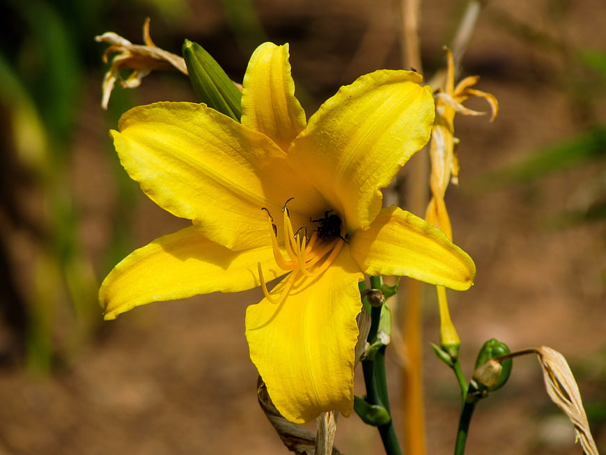 Vibrant yellow daylily flower in natural garden setting