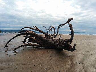 Weathered Driftwood Log Resting On Sandy Beach Under Overcast Sky