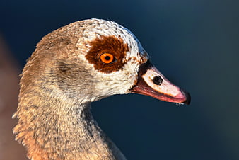 Close-up portrait of a nile goose head with orange eye