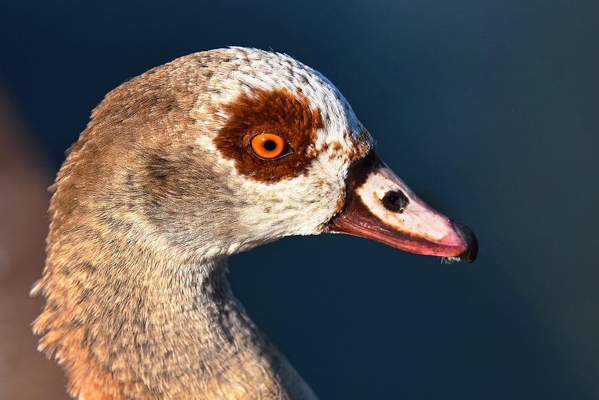 Close-up portrait of a nile goose head with orange eye