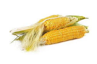 Fresh Sweet Corn Cobs With Husks On White Background