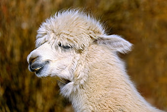 Close-up profile of a fluffy white alpaca with cream wool
