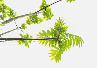 Fresh green tree branches against white background