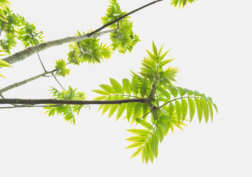 Fresh green tree branches against white background