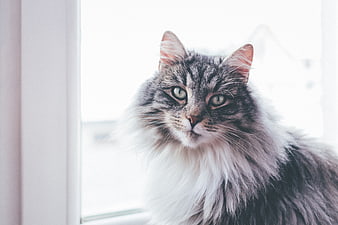 Fluffy Grey Tabby Cat Portrait by Bright Window