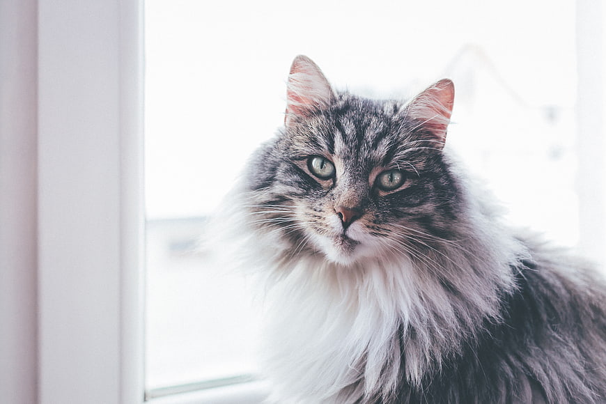 Fluffy Grey Tabby Cat Portrait by Bright Window