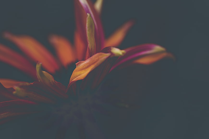 Dark Moody Close-Up of Red and Orange Flower Petals