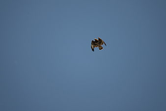 Buzzard Soaring High in Clear Blue Sky