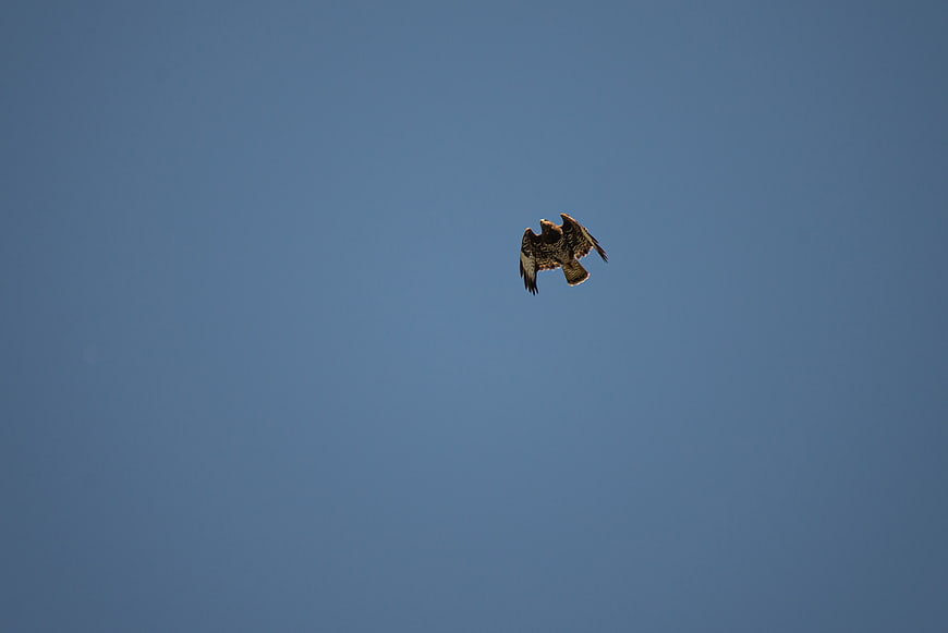 Buzzard Soaring High in Clear Blue Sky