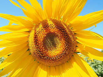 Vibrant Sunflower Close Up Against Blue Sky