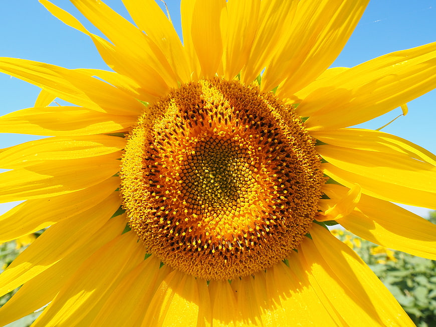 Vibrant Sunflower Close Up Against Blue Sky