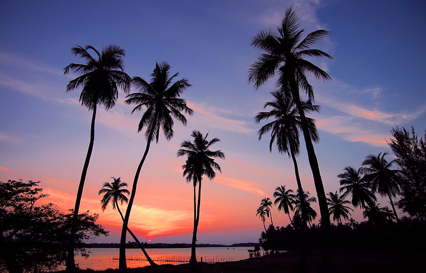 Silhouette of Palm Trees Against Vibrant Sunset Sky